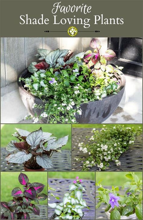 Favorite Shade Loving Plants For The Front Porch