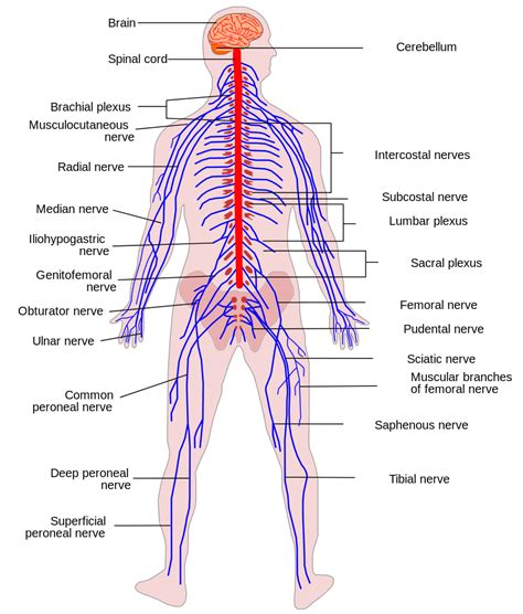 Dura mater, arachnoid mater, and pia mater. File:Human Nervous System diagram.svg - Wikimedia Commons