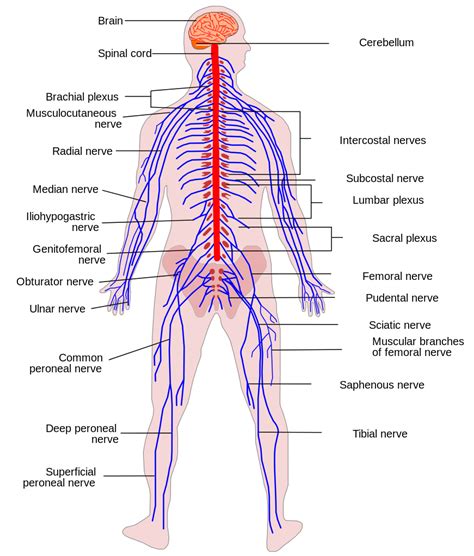 Vector art, clipart and stock vectors. File:Human Nervous System diagram.svg - Wikimedia Commons