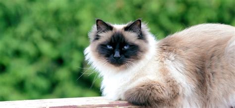 A Guide To The Birman Cat Breed Essential Facts And Care Tips The