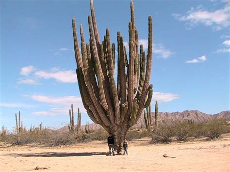 San pedro cactus contains the psychedelic compound mescaline, yet can also be grown to serve as a majestic and inspiring ornament. Valle de los Gigantes, Valle de los Cirios y Catavina en ...