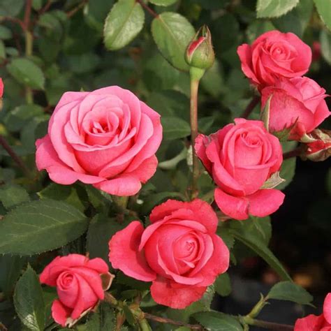 bella rosa 2ft 60cm patio standard rose potted roses victoria