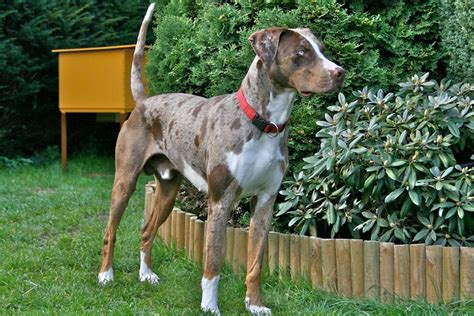 What You Need To Know About The Catahoula Leopard Dog