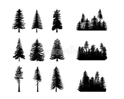 Pine Tree Silhouette Fir Forest Black And White Spruce Or Cedar Logo