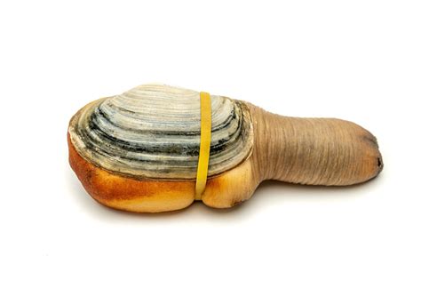 Buy Pacific Northwest Live Geoduck Clam Fathom Seafood