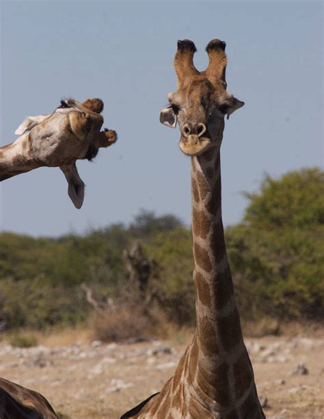 Finalists Of The 2020 Comedy Wildlife Photography Awards Show How Funny