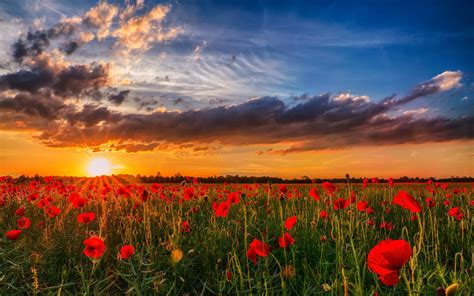 Poppy Wallpaper for Computer - WallpaperSafari