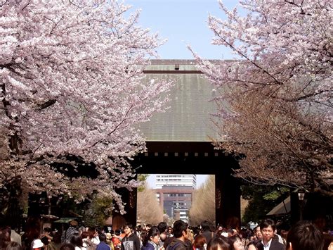 We did not find results for: 今日のマニフィーク: 桜づくし（靖国神社編）