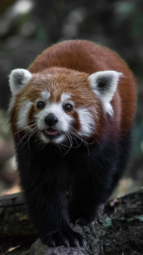 25 Cute Photographs Of Cuddly Red Pandas Light Stalking