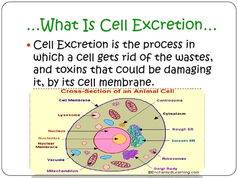 The student is expected to: Cell excretion