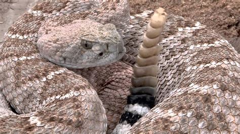 Western Diamondback Rattlesnake Youtube