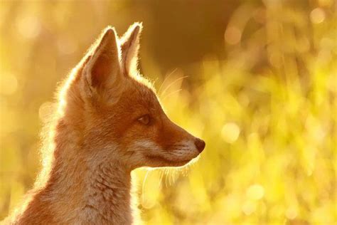 Wildlife Photography By Roeselien Raimond Pondly Pet Fox Foxes