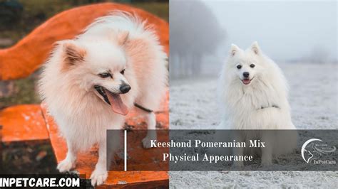 Keeshond Pomeranian Mix A Complete Guide With Pictures