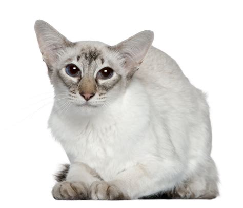 Балинезийская балийская описание породы кошек характер