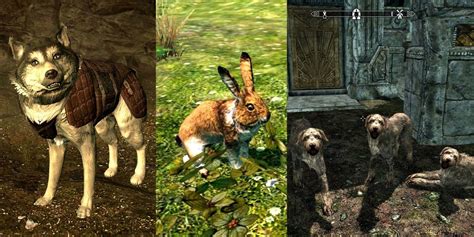 10 Best Pets In Skyrim Ranked