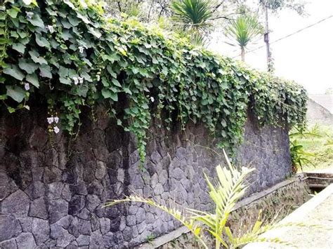 TANAMAN HIAS BERBUNGA UNTUK PAGAR DAN DINDING