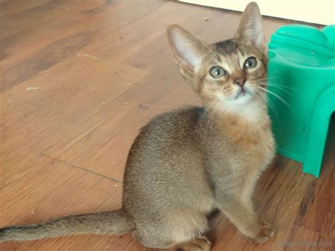 They are tica reg , vet checked de persian, maine coon, ragdoll, american shorthair, siamese, exotic shorthair, abyssinian, sphynx. Female Abyssinian Kittens Available text (587) 7826662 ...