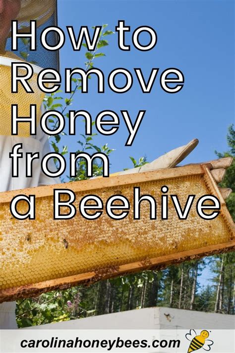 How To Remove Honey From A Beehive In Bee Hive Honey Bee Keeping