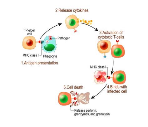 Helper T Cell The Definitive Guide Biology Dictionary