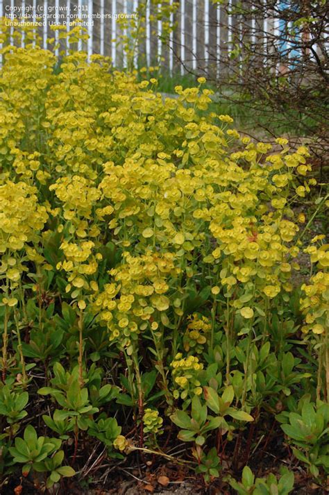 Plantfiles Pictures Euphorbia Species Wood Spurge Robbs Euphorbia