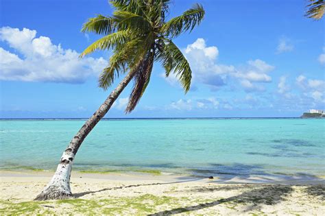 Single Palm Tree Agana Guam By Flo