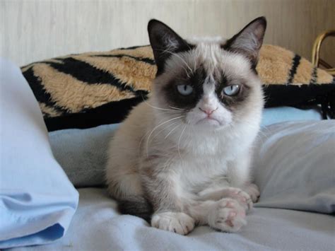 Mews and Nips: Grumpy Cat Embarks on Media Tour