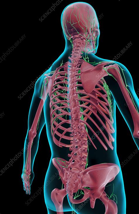 The Lymph Supply Of The Upper Body Stock Image F0015474 Science