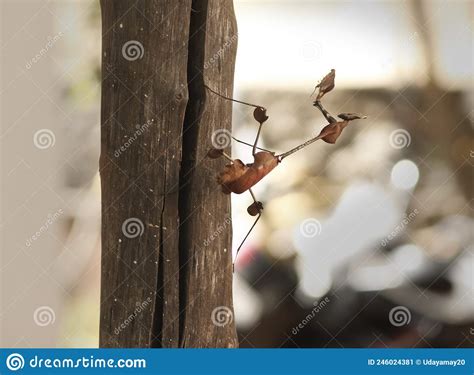 Phasmids Insects On The Block Stick Insects Royalty Free Stock