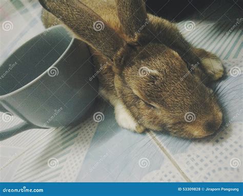 Sleepy Bunny Stock Photo Image Of Little Bunny Sleepy 53309828