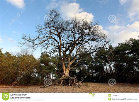 Tree With Exposed Roots Royalty Free Stock Photos Image