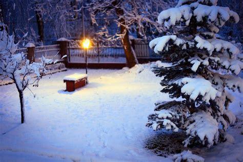 Winter Snow Yard Christmas Tree Spruce Tree Light Lighting Nature Hd