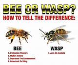 Difference Between Wasp And Hornet Images