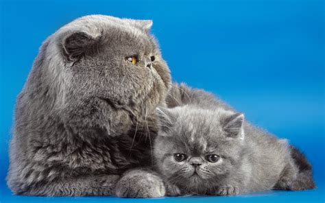 Cats Grey Fluffy Kittens Animals Babies Face Eyes Wallpapers Hd