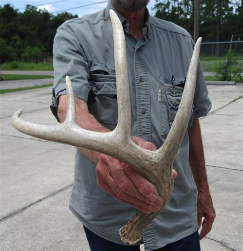 18 Inches Nice Quality Authentic Whitetail Deer Antler