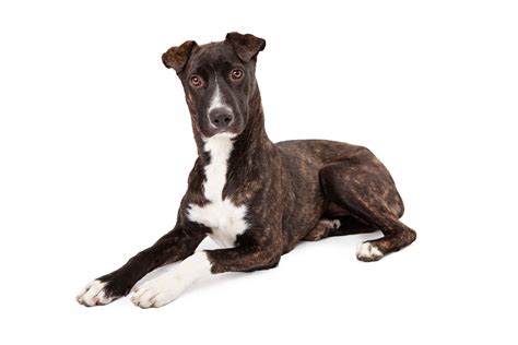 Mountain Cur Dog Breed Characteristics And Care
