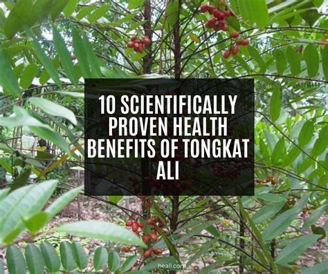 Men use it for erectile function and for. 10 Scientifically Proven Health Benefits Of Tongkat Ali ...