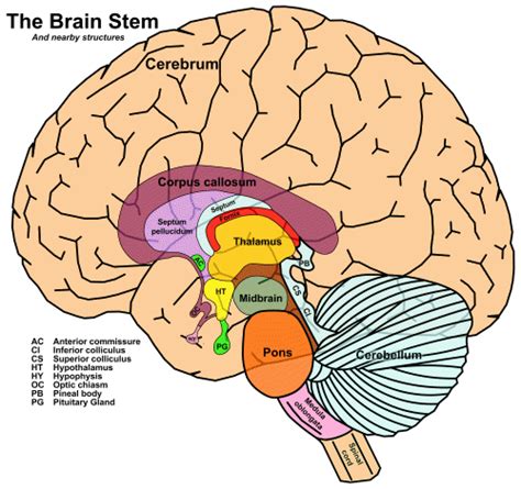 Central Auditory Pathway — Brain And Language