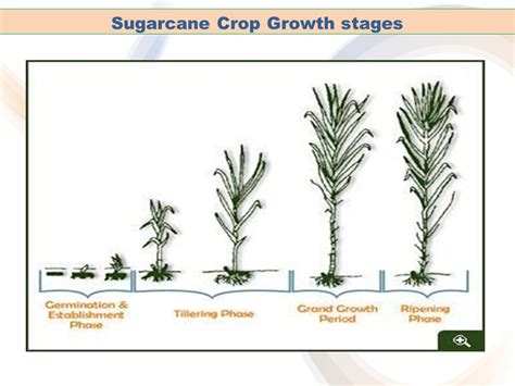 Sugarcane Growth Cycle
