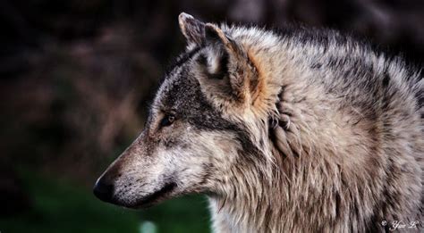 Wolf Profile By Yair Leibovich On Deviantart