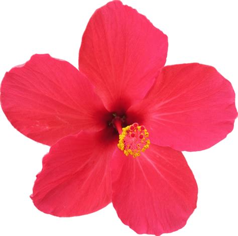 #bungaraya #ruclipchannelakubiomed perkakas yang digunakan. File:Flower Hibiscus rosa-sinensis.gif - Wikimedia Commons