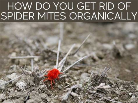 How To Get Rid Of Spider Mites Naturally Greenhouse Today