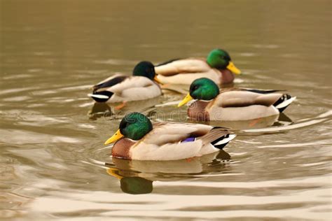 Four Wild Mallard Ducks On The Lake Stock Photo Image Of Birdwatching