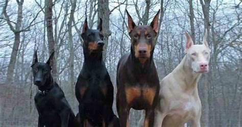 Fascinating Facts Most People Dont Know About Dobermans