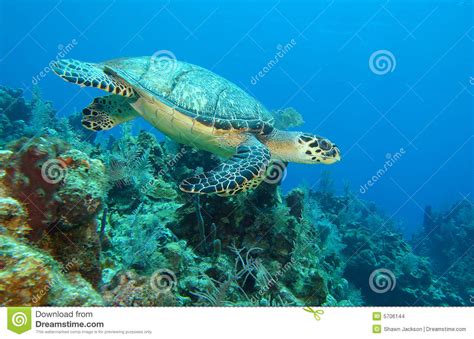 Sea Turtle Swimming Underwater Stock Images Image 5706144