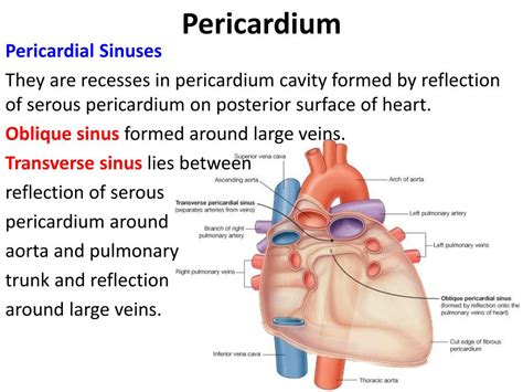 Ppt Pericardium And Heart Powerpoint Presentation Free Download Id