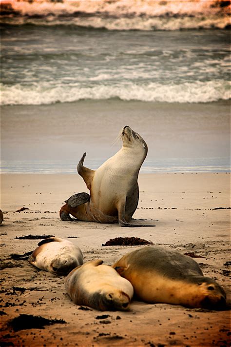 Free Images : beach, sea, coast, nature, sand, ocean, animal, dead