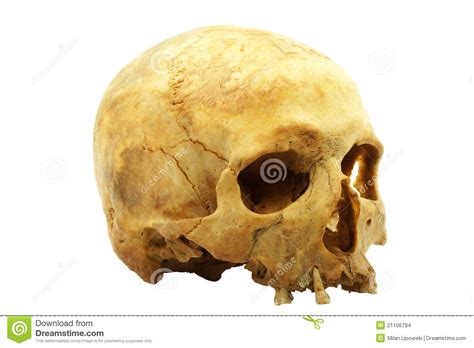 Human skull isolated stock photo. Image of halloween - 21106794
