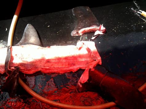 Judges Ruling Opens The Door To Legalized Shark Finning In Costa Rica