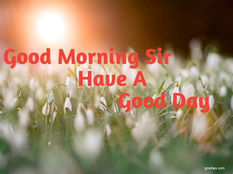 Good Morning Sir Images Quotes And Messages Gmvibes
