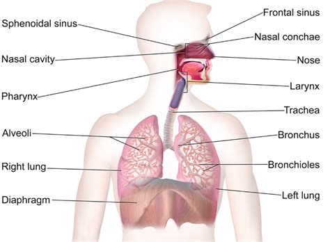 Rs aggarwal class 10 solutions; Human Heart Diagram Class 10 ~ DIAGRAM